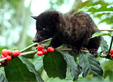 bali luwak coffee