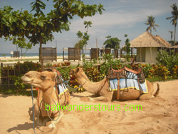 bali camel ride