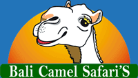 bali camel safari