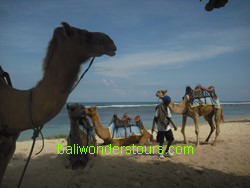bali camel riding