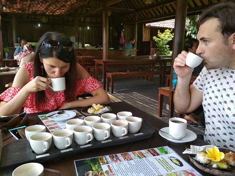 bali coffee luwak