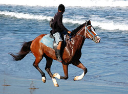 bali horse