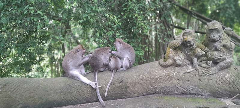 alas kedaton monkey forest bali