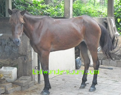 horse riding bali