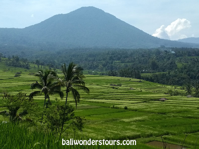 jatiluwih rice paddy bali indonesia