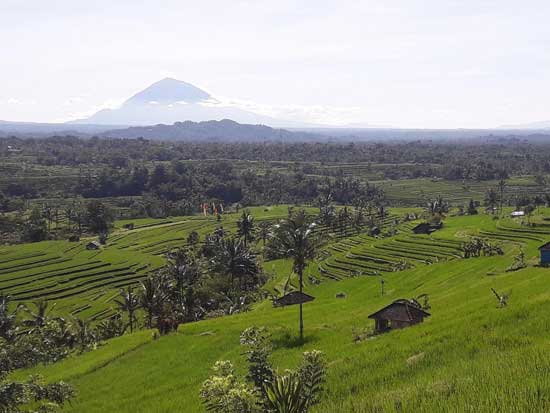 jatiluwih bali rice terrace