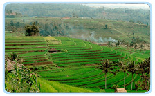 jatiluwih rice terrace tabanan bali indonesia