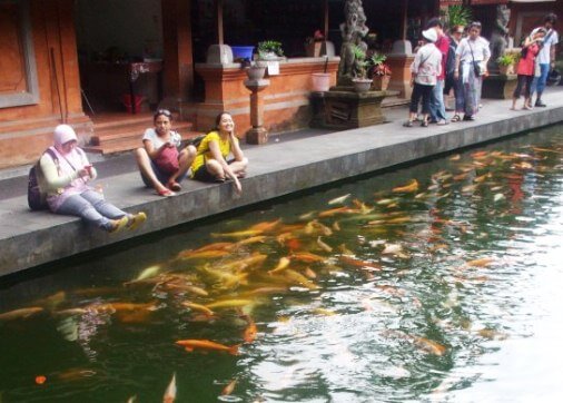 koi tirta empul holy spring temple bali