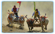 bull race jembrana bali indonesia