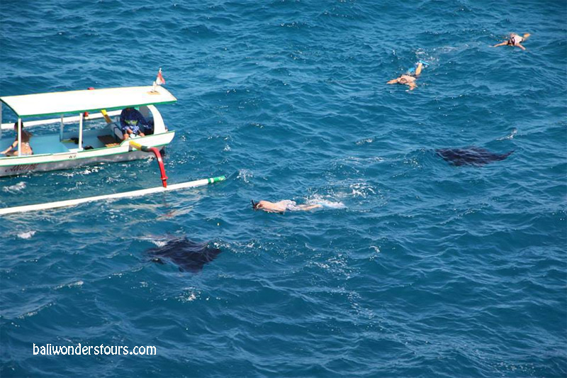 manta bay snorkeling spot in nusa penida