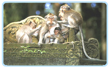 sangeh monkey forest bali indonesia