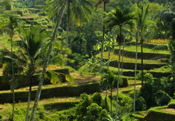 bali rice terrace tegallalang